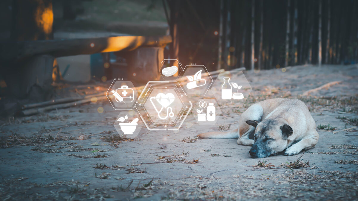 Tan dog laying down on the ground with healthy icons. Shutterstock